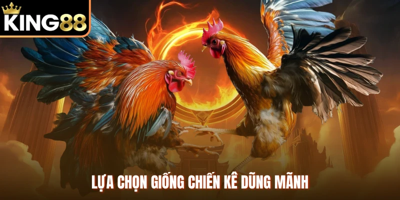 Lựa chọn giống chiến kê dũng mãnh